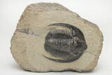 Diademaproetus Trilobite - Foum Zguid, Morocco #216514-2